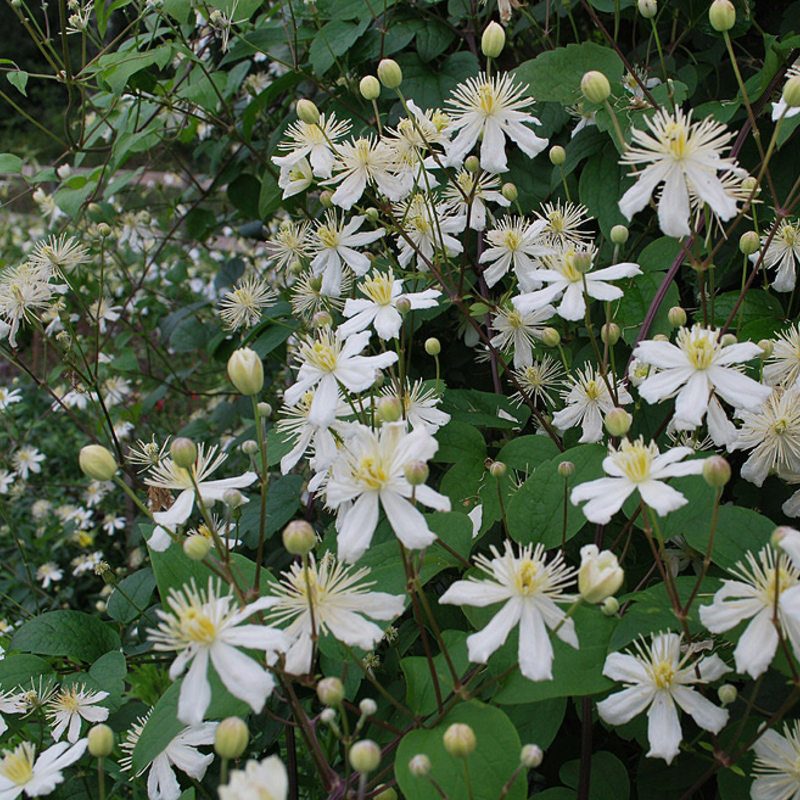 2-clematis-fargesii-summer__134033589
