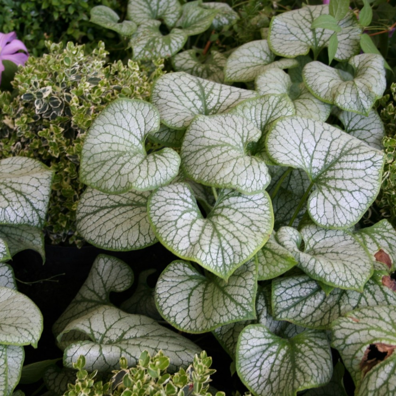 Brunnera-macrophylla-Jack-Frost