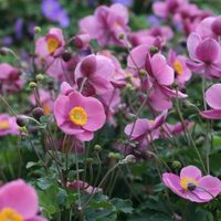 anemone-hupehensis-splendens-hostanemon